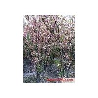 櫻花長期大量供應(yīng)