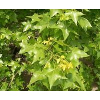 五角楓大量供應(yīng)