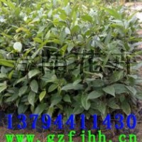 陰香苗,火焰木苗,發(fā)財(cái)樹(shù)苗,鐵刀木苗,人面子苗,老人葵苗