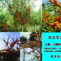 沙棘樹，掛果經(jīng)冬不癟不落，景觀獨特