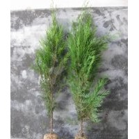 供應(yīng)側(cè)柏苗 側(cè)柏小苗 側(cè)柏樹苗 山東側(cè)柏苗