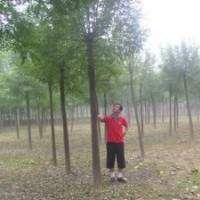 基地常年對(duì)外銷售直徑8、10、12、15cm以及20-40公分的國(guó)槐