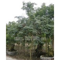 供應(yīng)海南黃花梨