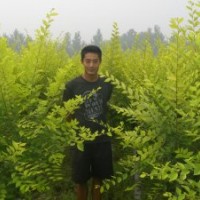 高桿，矮桿，地接叢生金葉榆