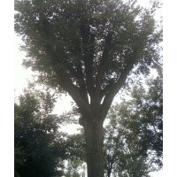 售：40公分國(guó)槐，大半冠可帶土丘