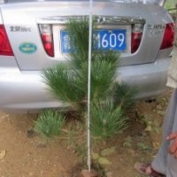 供應(yīng)油松苗價(jià)格 油松基地 油松廠家