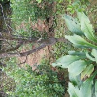 紅梅、綠梅、榆葉梅、紫葉桃、紫葉李