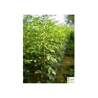 長期供應(yīng)速生白蠟小苗