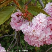 供應(yīng)4公分木槿 速生柳 櫻花 海棠