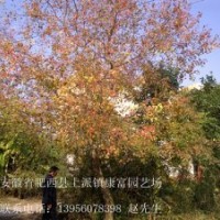 安徽肥西供應(yīng)大烏桕 樸樹(shù) 欒樹(shù) 三角楓 馬褂木 紫薇