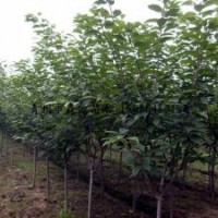 供應(yīng)各種規(guī)格櫻花 櫻花小苗 2-8公分櫻花大量