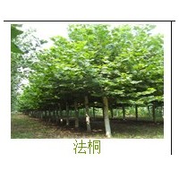 萊蕪哪里有國(guó)槐 哪里有法桐 山東法桐基地 濟(jì)寧法桐