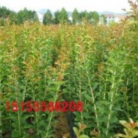 速生紫薇 速生紫薇2012最新價格