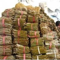 供應(yīng)：法桐扦插條 欒樹(shù)苗 櫻花 紫薇