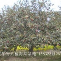 河北八棱海棠樹(shù) 八棱海棠樹(shù)價(jià)格