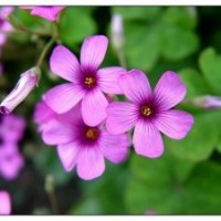 供應(yīng)四季海棠