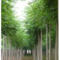 千頭椿|平頭定桿千頭椿|紅葉千頭椿