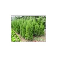 蜀檜小苗優(yōu)惠價(jià)格上市