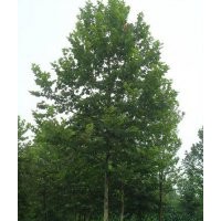 河北苗圃保定苗圃 法桐 速生法桐 速生柳樹，質(zhì)量保證