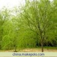 河北金絲垂柳 保定金絲垂柳 保定金絲柳小苗 大規(guī)格金絲垂柳