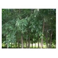 哪里有大徑全冠白蠟 哪里的白蠟便宜 哪里的白蠟多 哪里有白蠟