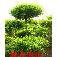 供應(yīng)金葉榆