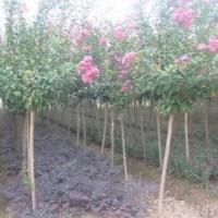 喬木類紫薇.櫻花.紫葉李.揚樹.楓楊.銀杏.欒樹