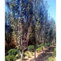 西府海棠銷(xiāo)售