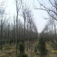 合歡 山東合歡 合歡基地 12公分合歡 8公分合歡