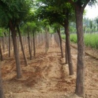 國槐 8-50公分國槐 國槐價格 國槐基地