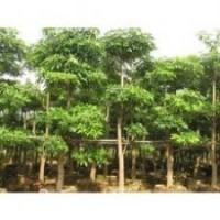 盆架子苗木價格-廣東盆架子苗木價格