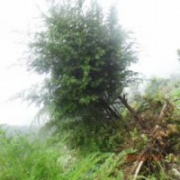 南方紅豆杉3公分，高度2.2米左右