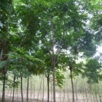 處理1260棵15公分國槐樹