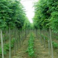 供應(yīng)20萬大小欒樹