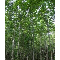 供應(yīng)3-20公分馬褂木