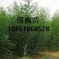 國(guó)槐苗、紫薇苗、木槿苗