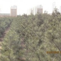 白皮松生產(chǎn)基地