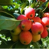 大運(yùn)八棱海棠樹銷售全球河北懷來八棱海棠樹苗木基地