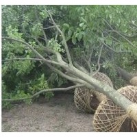 馬褂木.大葉女貞