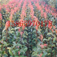 長(zhǎng)期供應(yīng)綠化苗木、法桐、木槿、水杉等