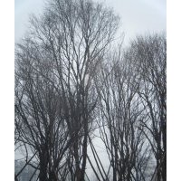 茶條槭，蒙古櫟，毛葉海棠，國槐，紅葉李等苗木