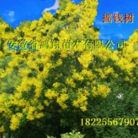 欒樹小苗價(jià)格2公分欒樹3公分欒樹5公分欒樹6公分欒樹價(jià)格