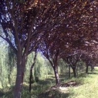 低價供應(yīng)：紫葉李5-20公分，五角楓6-30公分，各種海棠2-15公分