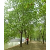 大量供應各種規(guī)格白蠟