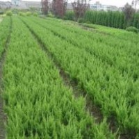 今年苗木便宜了龍柏.鋪地柏.北京檜.蜀檜.