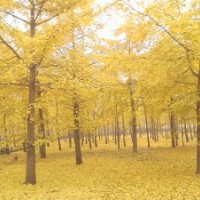 銀杏樹銷售白果樹銷售山東臨沂銀杏樹銷售