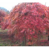 工程苗和當(dāng)年生小苗出售桂花，紅楓，櫻花，紫薇，垂絲海棠，廣玉