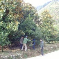 苗木丹桂,雞爪槭,廣玉蘭