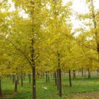 銀杏價格,夾竹桃價格,八月桂花價格,壽星桃價格表