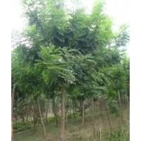 出售6-12公分欒樹(shù)